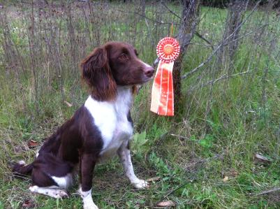 Josie's 2nd Master Pass at the Fox River Valley Field Spaniel Test in Ottawa, Wi Oct 19, 2013